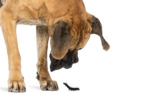 Great Dane looking at a turtle and insects, isolated on white