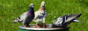 pigeons