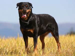 rottweiler