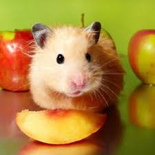 alimentation-hamster-1