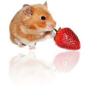 alimentation-hamster2