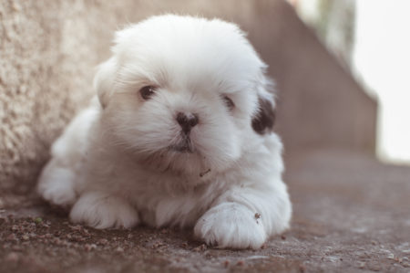 dressage chiot