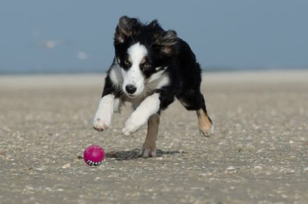 dressage chiot